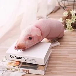 120cm pink pig