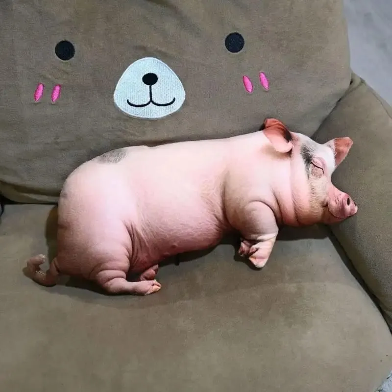 3D Realistic Pig Plush Pillow Super Soft Cozy Fabric Decorative Cushion for Couch Bed Bedroom Home Decor