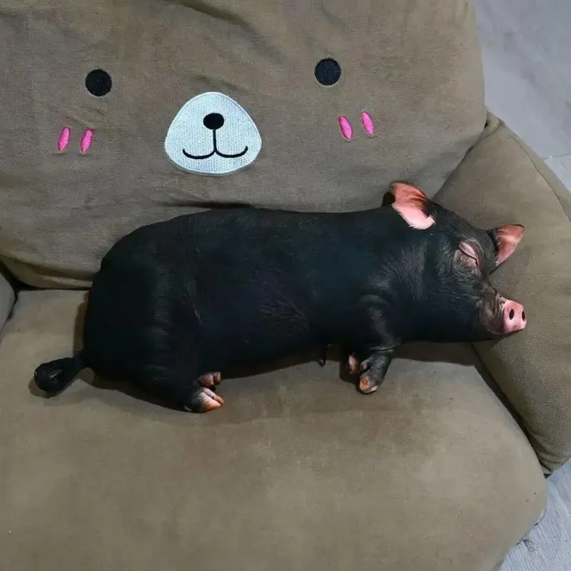 3D-Schweinchen-Überwurfkissen, weiches, waschbares, hautfreundliches Stoff-Plüschkissen für Sofa, Schlafzimmer, Auto
